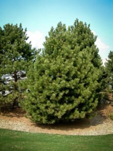 Сосна Чёрная (Pinus Nigra) купить по цене от 270.00р. в интернет-магазине «Посадика» с доставкой почтой в в Екатеринбурге и по всей России – [изображение №1].