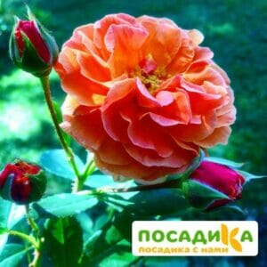 Роза Арабия купить по цене от 350.00р. в интернет-магазине «Посадика» с доставкой почтой в в Екатеринбурге и по всей России – [изображение №1].