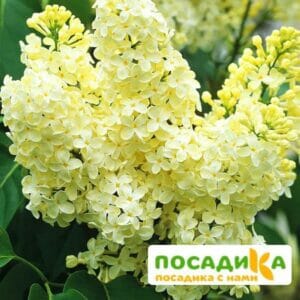 Сирень Примроуз (Primrose) купить по цене от 529.00р. в интернет-магазине «Посадика» с доставкой почтой в в Екатеринбурге и по всей России – [изображение №1].