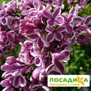 Сирень Сенсация купить по цене от 529.00р. в интернет-магазине «Посадика» с доставкой почтой в в Екатеринбурге и по всей России – [изображение №1].