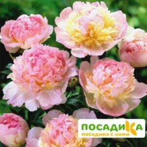 Пион Распберри Сандей (Paeonia Raspberry Sundae) купить по цене от 959р. в интернет-магазине «Посадика» с доставкой почтой в в Екатеринбурге и по всей России – [изображение №1].