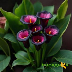 Калла Аура Лейс купить по цене от 400р. в интернет-магазине «Посадика» с доставкой почтой в в Екатеринбурге и по всей России – [изображение №1].