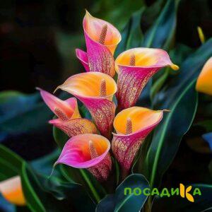 Калла Оникс купить по цене от 450р. в интернет-магазине «Посадика» с доставкой почтой в в Екатеринбурге и по всей России – [изображение №1].