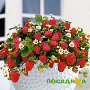Клубника Рубиновый Шепот (горшечная) купить по цене от 240р. в интернет-магазине «Посадика» с доставкой почтой в в Екатеринбурге и по всей России – [изображение №1].