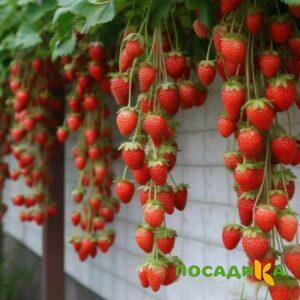 Клубника вьющаяся Комплимент купить по цене от 470р. в интернет-магазине «Посадика» с доставкой почтой в в Екатеринбурге и по всей России – [изображение №1].