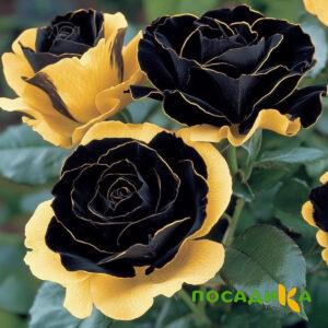 Роза Ханни Сикл купить по цене от 700р. в интернет-магазине «Посадика» с доставкой почтой в в Екатеринбурге и по всей России – [изображение №1].