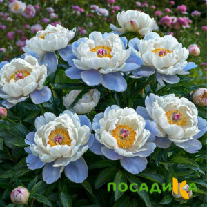 Пион акварельный Этюд купить по цене от 806р. в интернет-магазине «Посадика» с доставкой почтой в в Екатеринбурге и по всей России – [изображение №1].