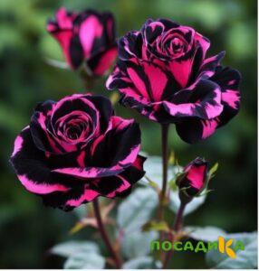Роза Багровый Шепот купить по цене от 366р. в интернет-магазине «Посадика» с доставкой почтой в в Екатеринбурге и по всей России – [изображение №1].