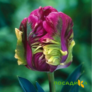 Тюльпан Экзотик Хэвен купить по цене от 186р. в интернет-магазине «Посадика» с доставкой почтой в в Екатеринбурге и по всей России – [изображение №1].