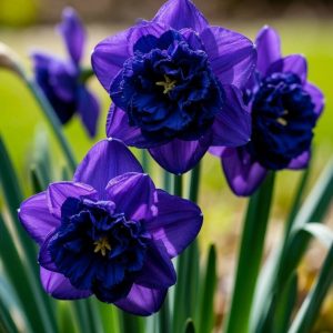 Нарцисс Арт Нуво купить по цене от 378р. в интернет-магазине «Посадика» с доставкой почтой в в Екатеринбурге и по всей России – [изображение №1].