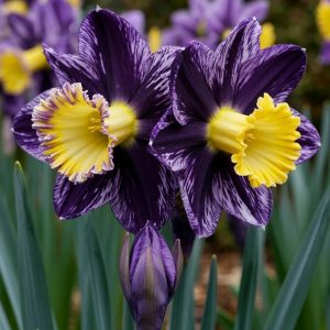 Нарцисс Акропоис купить по цене от 382р. в интернет-магазине «Посадика» с доставкой почтой в в Екатеринбурге и по всей России – [изображение №1].