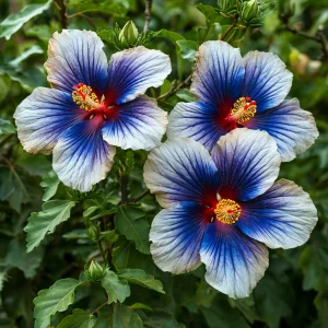 Гибискус Илюжн Вилью купить по цене от 259р. в интернет-магазине «Посадика» с доставкой почтой в в Екатеринбурге и по всей России – [изображение №1].