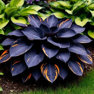 Хоста Умбра купить по цене от 349р. в интернет-магазине «Посадика» с доставкой почтой в в Екатеринбурге и по всей России – [изображение №1].