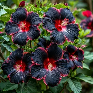 Гибискус садовый Файер Дэнсер купить по цене от 450р. в интернет-магазине «Посадика» с доставкой почтой в в Екатеринбурге и по всей России – [изображение №1].