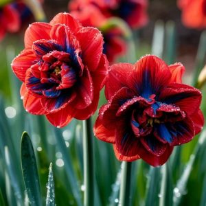 Нарцисс Эрличе купить по цене от 386р. в интернет-магазине «Посадика» с доставкой почтой в в Екатеринбурге и по всей России – [изображение №1].