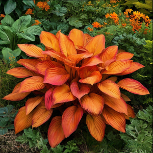 Хоста Солнечный Нектар купить по цене от 605р. в интернет-магазине «Посадика» с доставкой почтой в в Екатеринбурге и по всей России – [изображение №1].