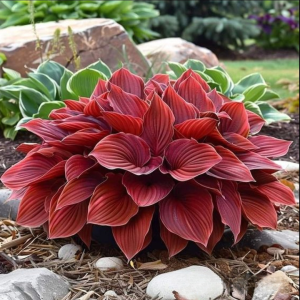 Хоста Рэд Эйнджл купить по цене от 549р. в интернет-магазине «Посадика» с доставкой почтой в в Екатеринбурге и по всей России – [изображение №1].