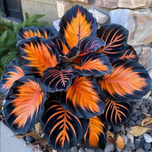 Хоста Сикрет Форест купить по цене от 601р. в интернет-магазине «Посадика» с доставкой почтой в в Екатеринбурге и по всей России – [изображение №1].