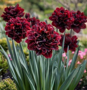 Нарцисс Малиновая Вуаль купить по цене от 3000р. в интернет-магазине «Посадика» с доставкой почтой в в Екатеринбурге и по всей России – [изображение №1].