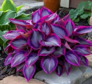 Хоста Сикрет Гарденс купить по цене от 549р. в интернет-магазине «Посадика» с доставкой почтой в в Екатеринбурге и по всей России – [изображение №1].